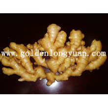 Godlen Supplier Air Dry Ginger, Fresh Ginger